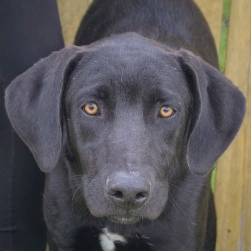 Astro, an adoptable Black Labrador Retriever in Huntley, IL