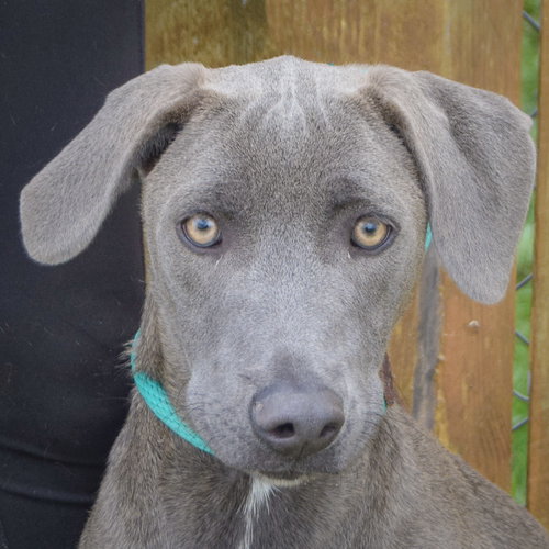 Diamond, an adoptable Black Labrador Retriever in Huntley, IL