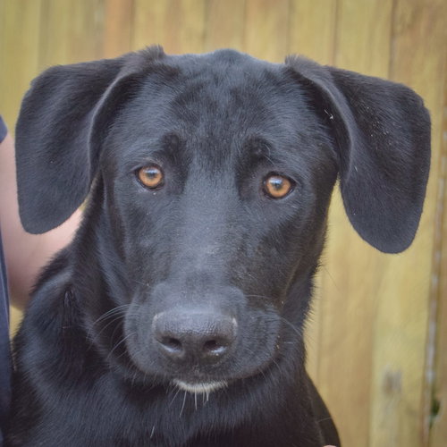 Maxwell, an adoptable Black Labrador Retriever in Huntley, IL
