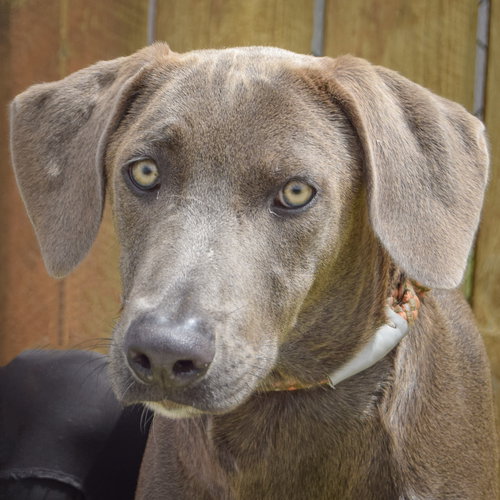 Silver, an adoptable Black Labrador Retriever in Huntley, IL