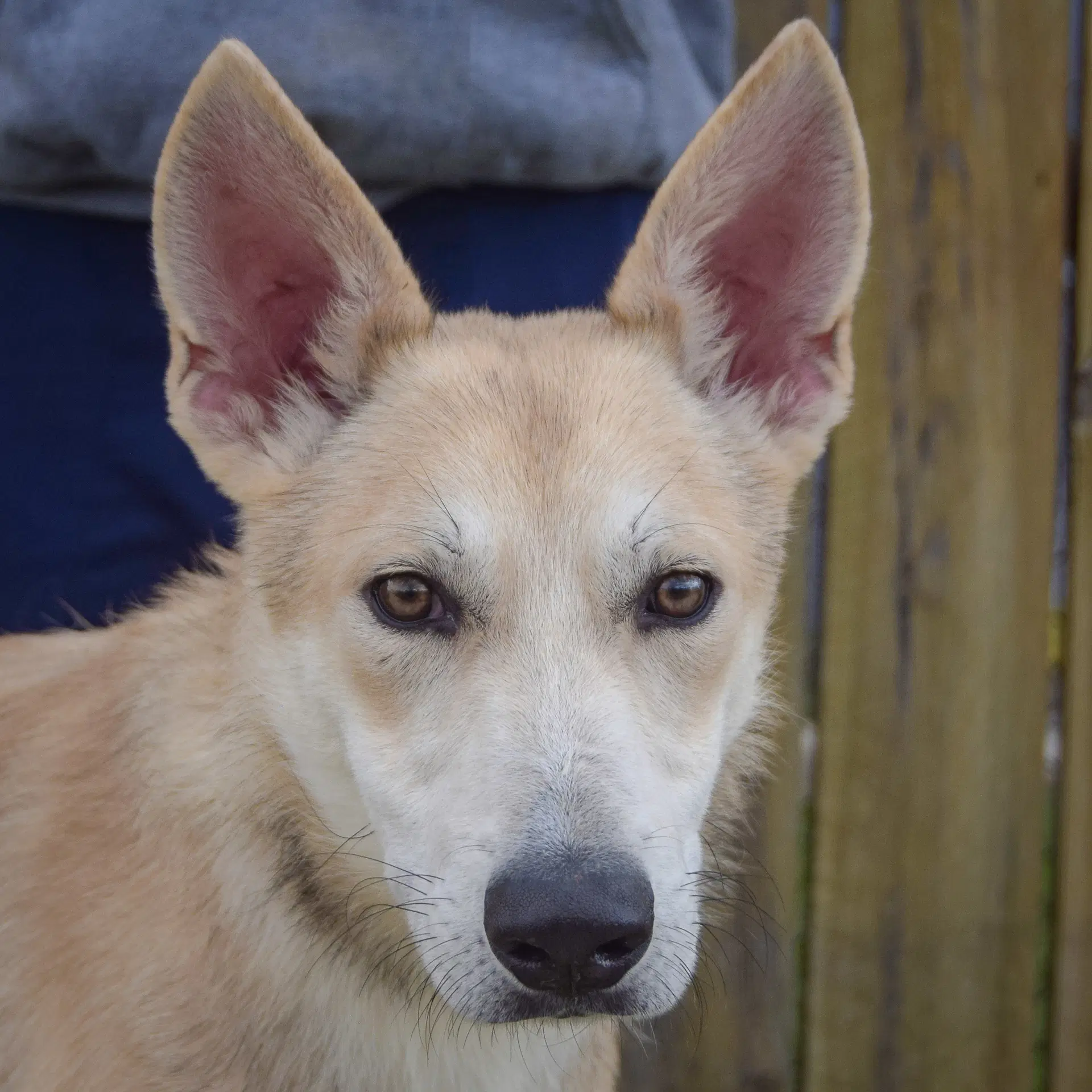 Bradley - German Shepherd Dog