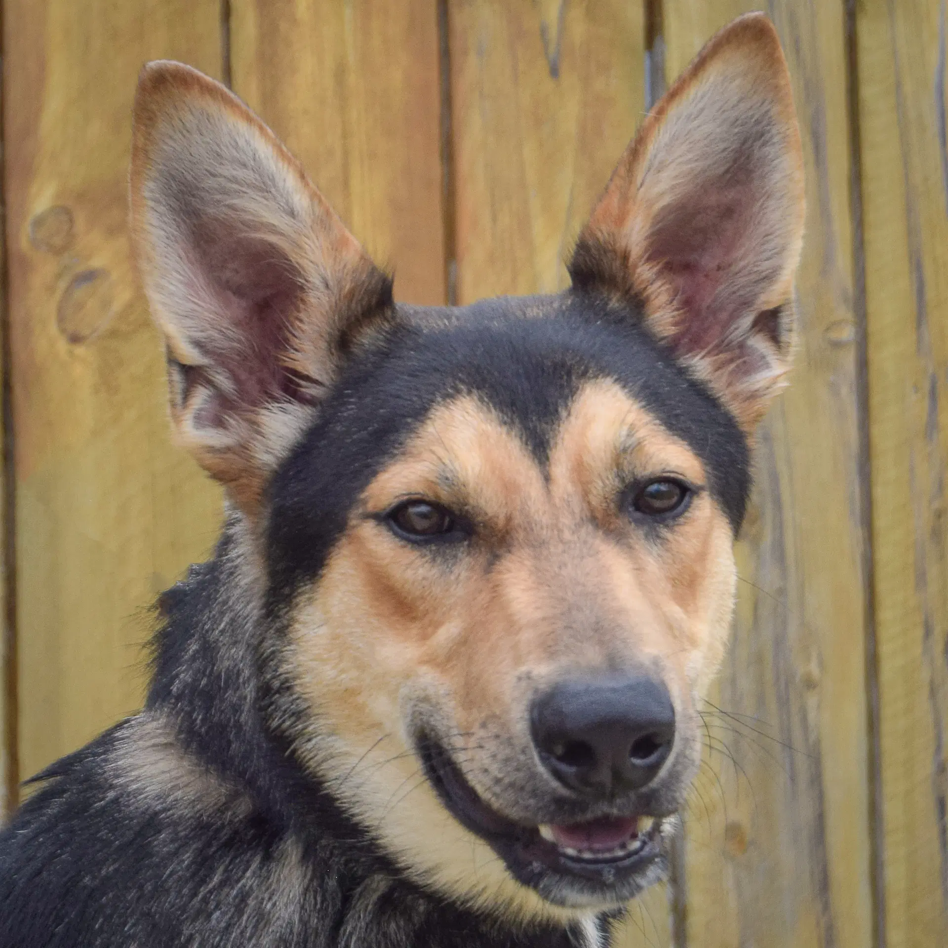 Brian - German Shepherd Dog