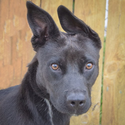 Jason, an adoptable Black Labrador Retriever in Huntley, IL