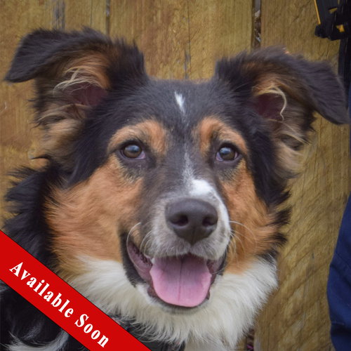 Koda, an adoptable Border Collie in Huntley, IL