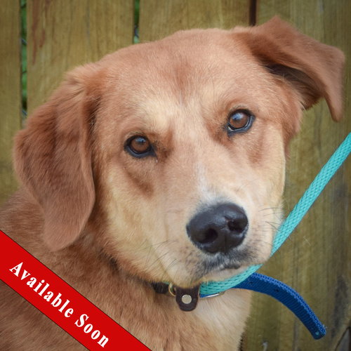 Colton, an adoptable Golden Retriever in Huntley, IL