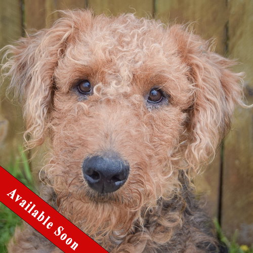 Leo, an adoptable Airedale Terrier in Huntley, IL