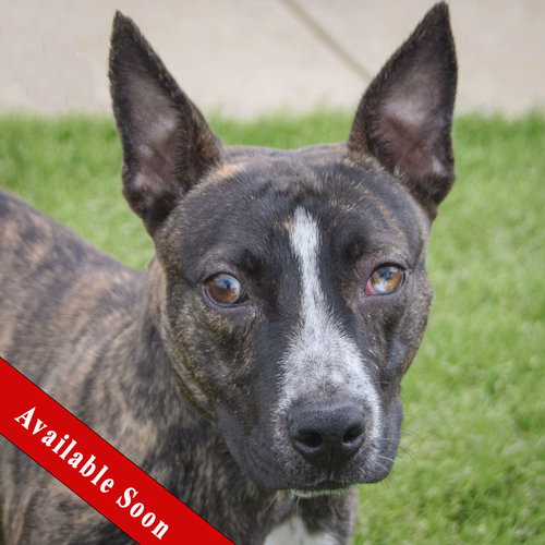 Konner, an adoptable Boston Terrier in Huntley, IL