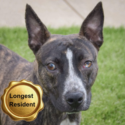Konner, Boston Terrier / American Staffordshire Terrier / Mixed