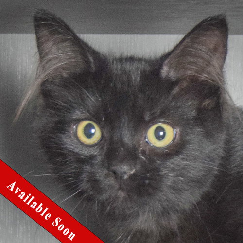 Kauai, an adoptable Bombay in Huntley, IL