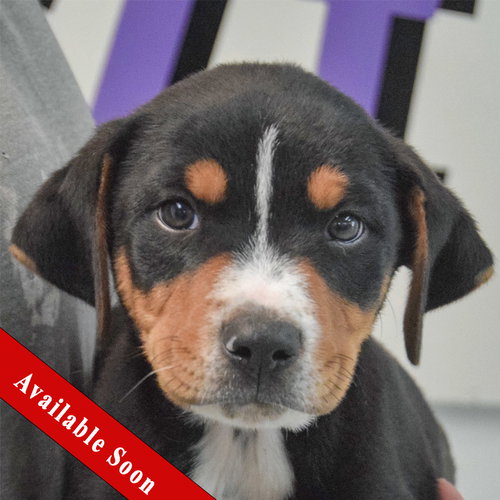 Ash, an adoptable Rottweiler in Huntley, IL