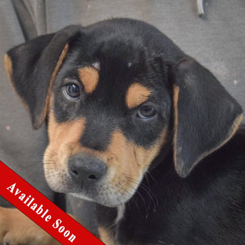 Spider, an adoptable Rottweiler in Huntley, IL
