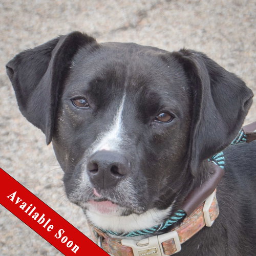 Miss River, an adoptable Black Labrador Retriever in Huntley, IL