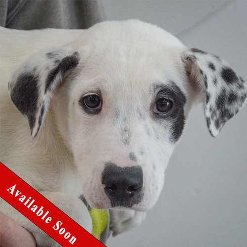 Yahtzee, an adoptable Labrador Retriever in Huntley, IL