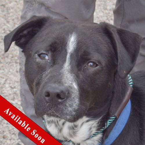 Atlas, an adoptable Black Labrador Retriever in Huntley, IL