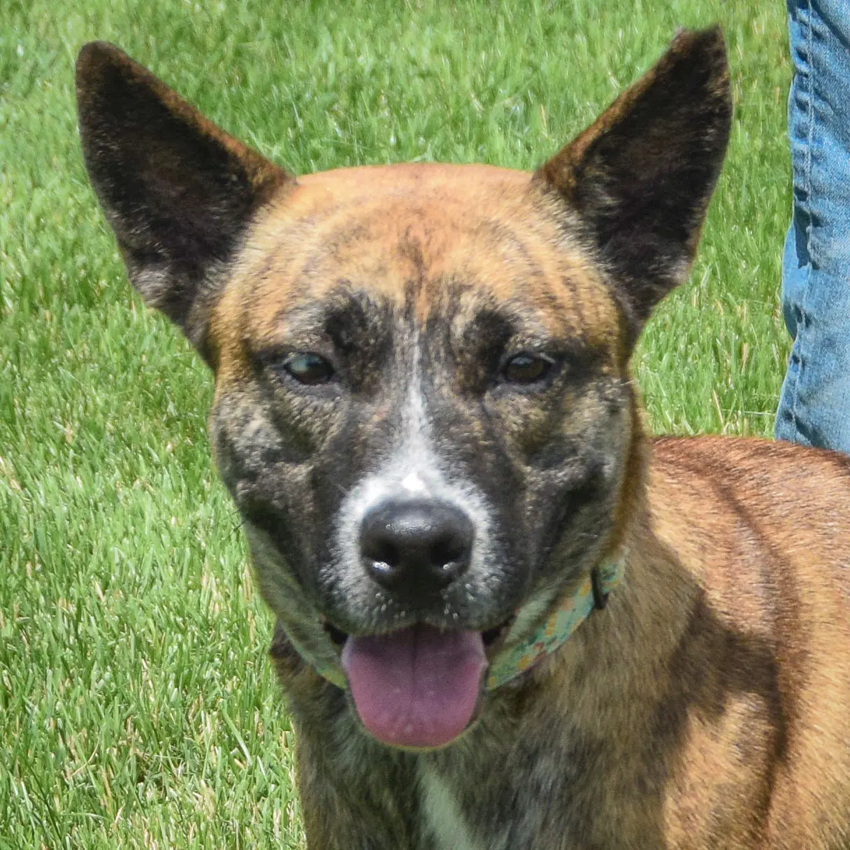 Penguin - Belgian Shepherd Malinois