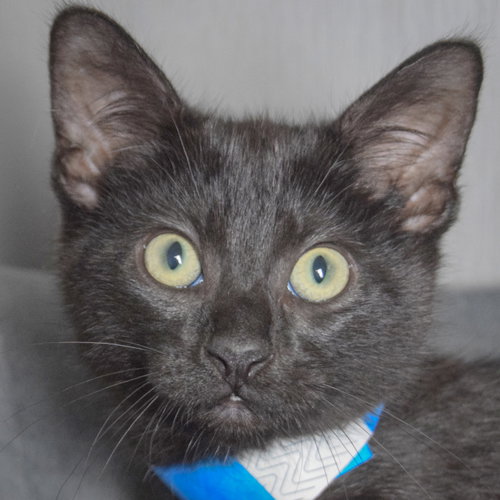 Blackberry, an adoptable Bombay in Huntley, IL