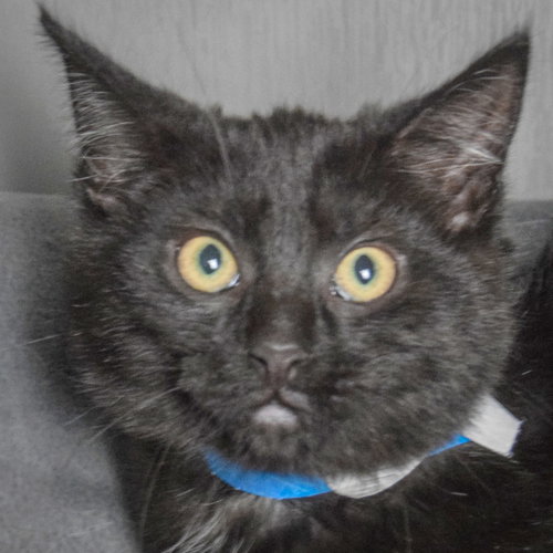 Boysenberry, an adoptable Bombay in Huntley, IL