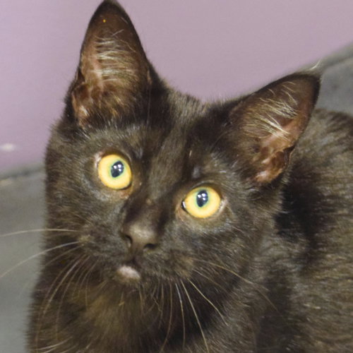 Boysenberry, an adoptable Bombay in Huntley, IL