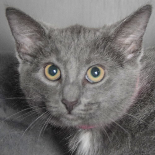 Raspberry, an adoptable Russian Blue in Huntley, IL
