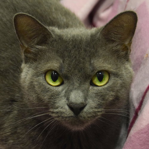 Junipurr, Young Russian Blue / Domestic Short Hair / Mixed (short coat), cat for adoption in Lombard, Illinois