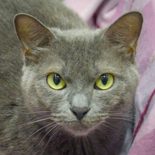 Junipurr, Young Russian Blue / Domestic Short Hair / Mixed (short coat), cat for adoption in Cicero, Illinois