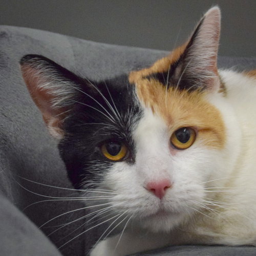 Kelly, an adoptable Calico in Huntley, IL