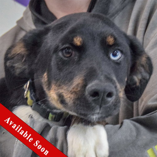 Banks, an adoptable Rottweiler in Huntley, IL