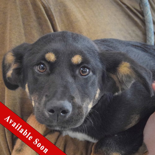 Bindi, an adoptable Rottweiler in Huntley, IL