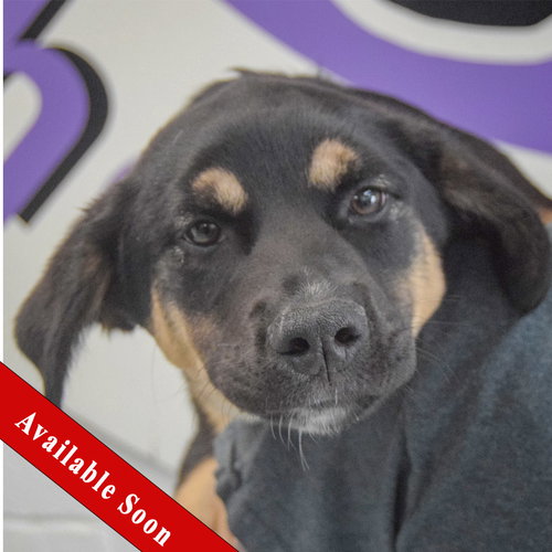 Bingham, an adoptable Rottweiler in Huntley, IL
