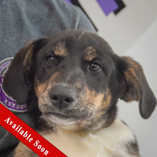 Brad, an adoptable Rottweiler in Huntley, IL