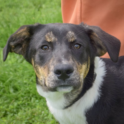 Brad, an adoptable Rottweiler in Huntley, IL