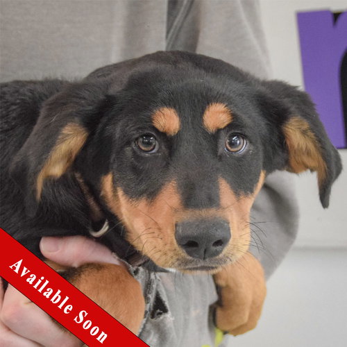 Bronx, an adoptable Rottweiler in Huntley, IL