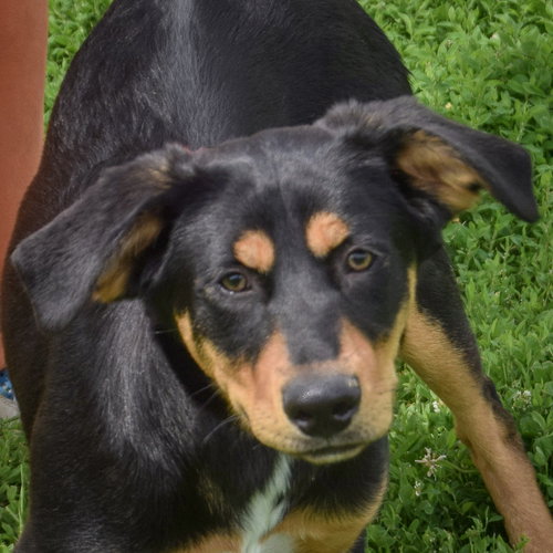 Bronx, an adoptable Rottweiler in Huntley, IL