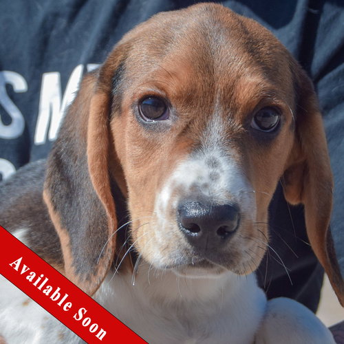 Buzz, an adoptable Beagle in Huntley, IL