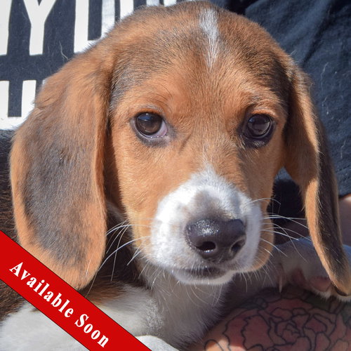 Woody, an adoptable Beagle in Huntley, IL