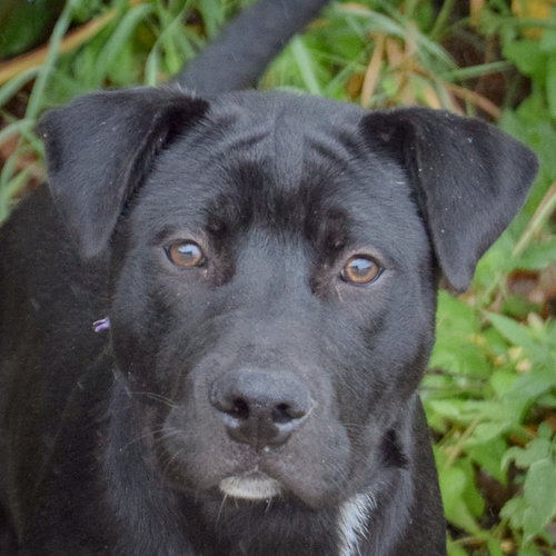 Bates, American Staffordshire Terrier / Black Labrador Retriever / Mixed