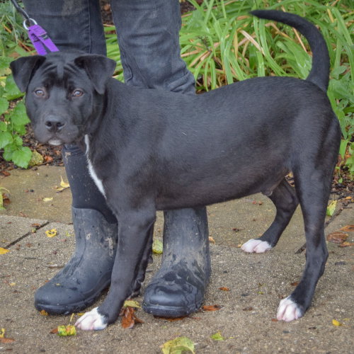 Bates, an adoptable American Staffordshire Terrier / Black Labrador Retriever / Mixed at Animal House Shelter — photo 2