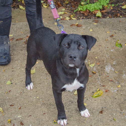 Bates, an adoptable American Staffordshire Terrier / Black Labrador Retriever / Mixed at Animal House Shelter — photo 3