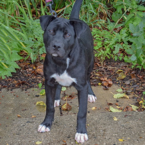 Bates, an adoptable American Staffordshire Terrier / Black Labrador Retriever / Mixed at Animal House Shelter — photo 4