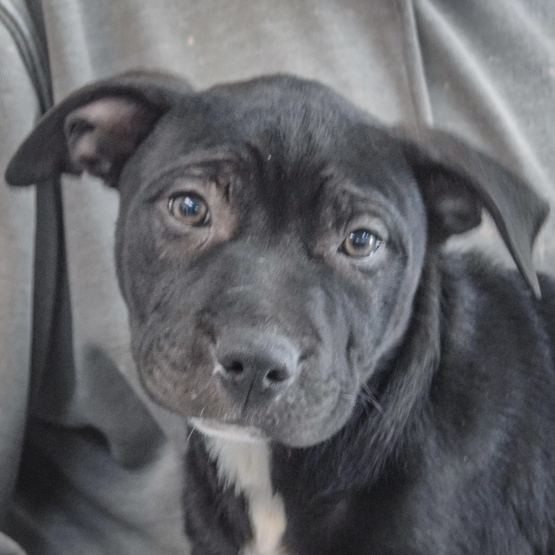 Megan - American Staffordshire Terrier