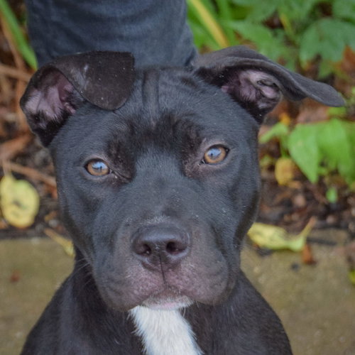 Megan available through Animal House Shelter