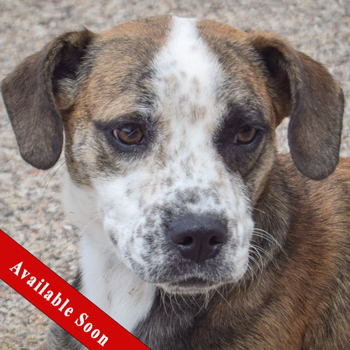 Bingo, an adoptable Catahoula Leopard Dog in Huntley, IL