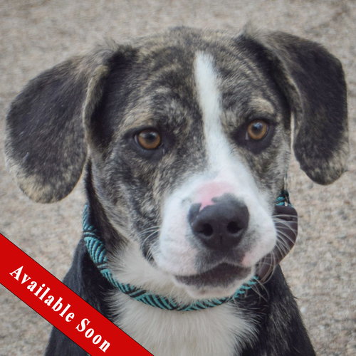 Bluey, an adoptable Catahoula Leopard Dog in Huntley, IL