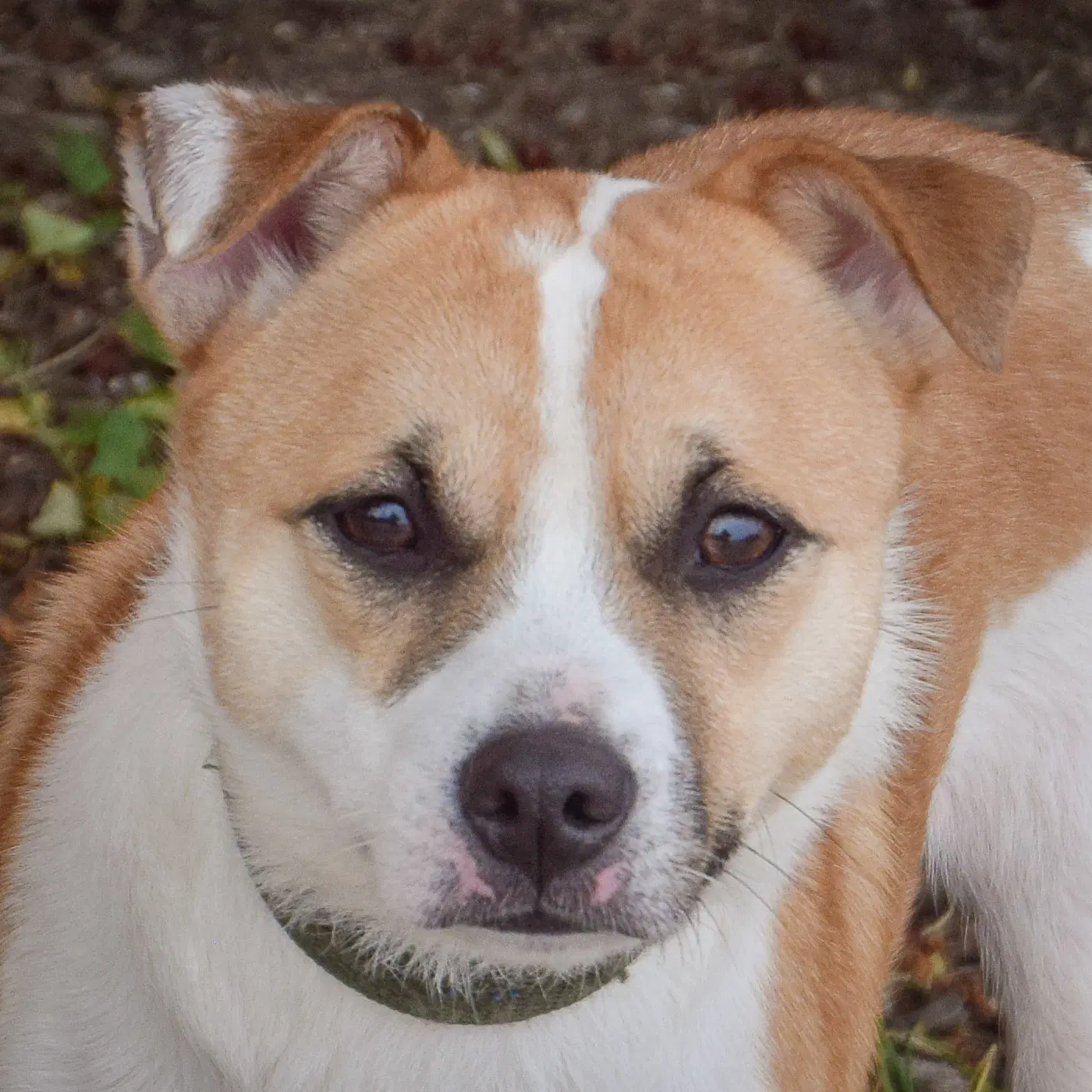 Pickles - Jack Russell Terrier