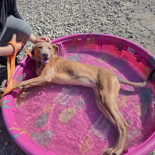 London, an adoptable Weimaraner / Labrador Retriever / Mixed at Animal House Shelter — photo 7