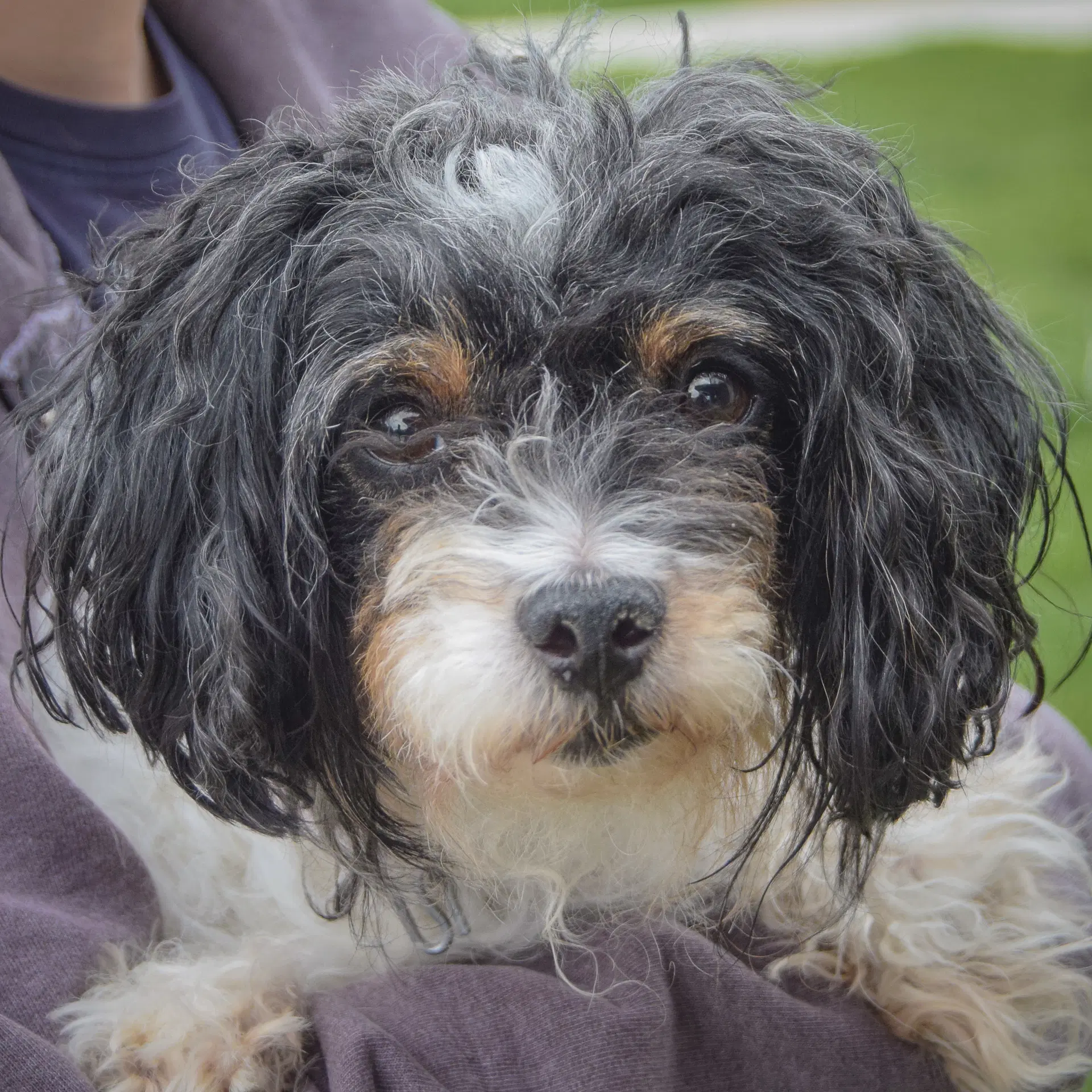 Luna Loo - Bichon Frise