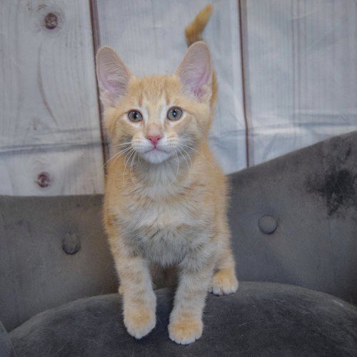 Artemis photo 2