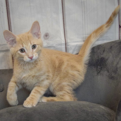 Artemis photo 3