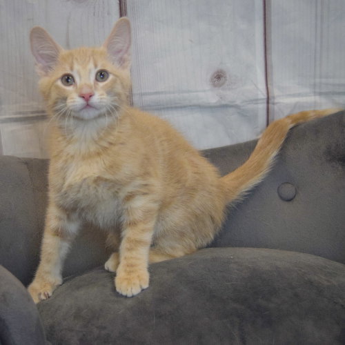 Artemis photo 4