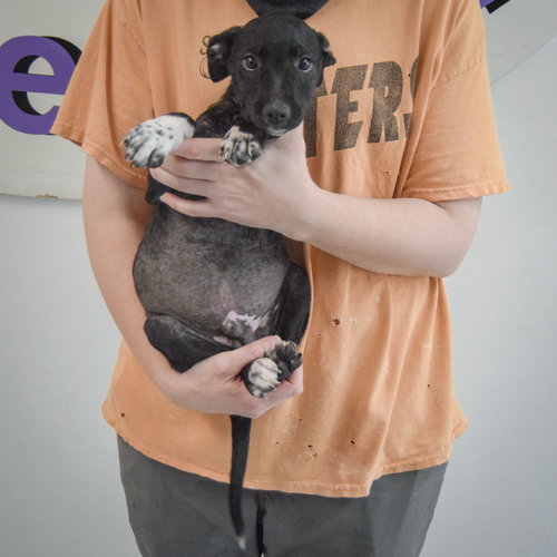 Guinea photo 2